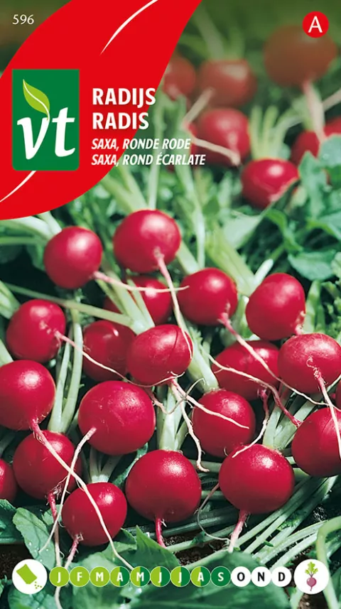 RADIJS SAXA RONDE RODE