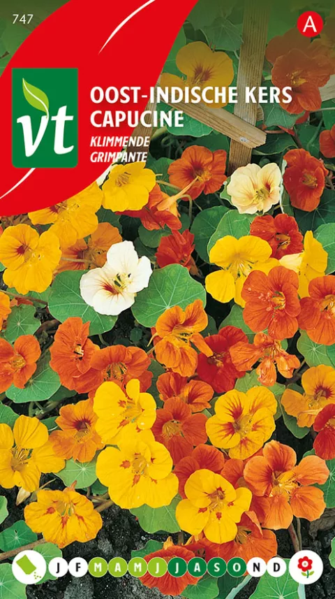 OOSTINDISCHE KERS KLIMMENDE