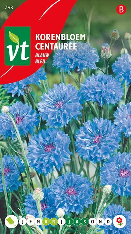KORENBLOEM BLAUW