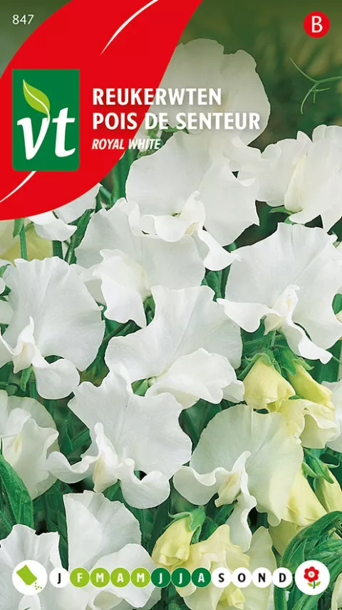 REUKERWTEN ROYAL WHITE