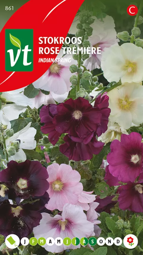 STOKROOS INDIAN SPRING