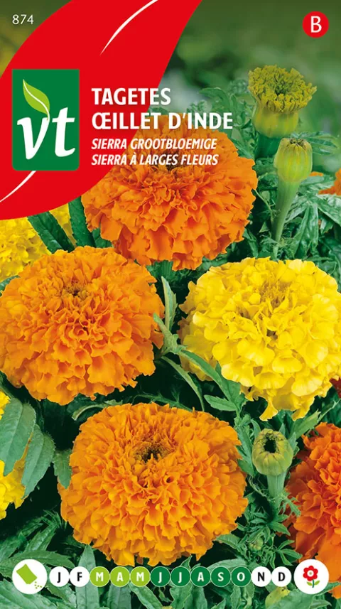 TAGETES SIERRA GROOTBLOEMIGE