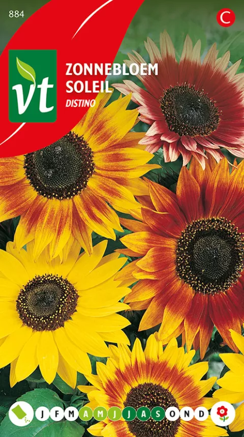 ZONNEBLOEM DISTINO