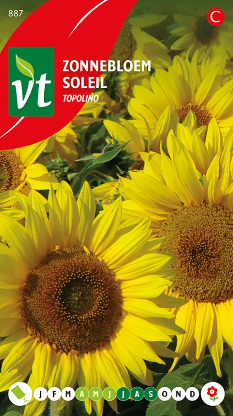 ZONNEBLOEM TOPOLINO