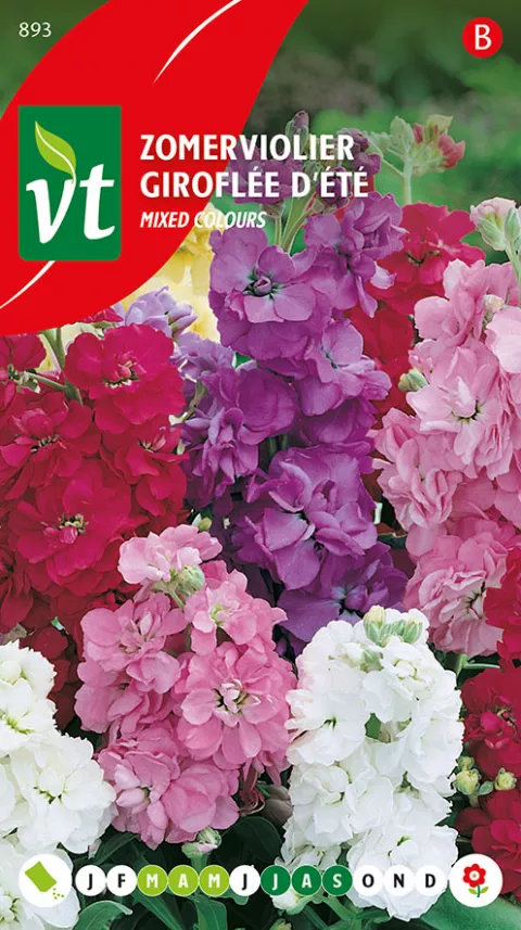 ZOMERVIOLIER GEMENGD