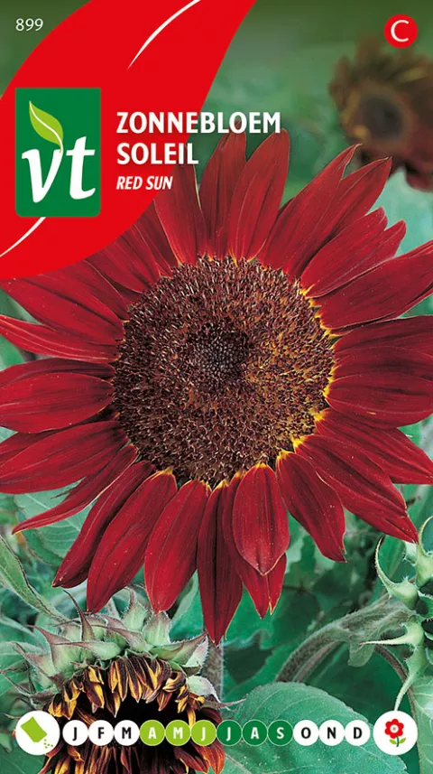 ZONNEBLOEM HOOG RED SUN