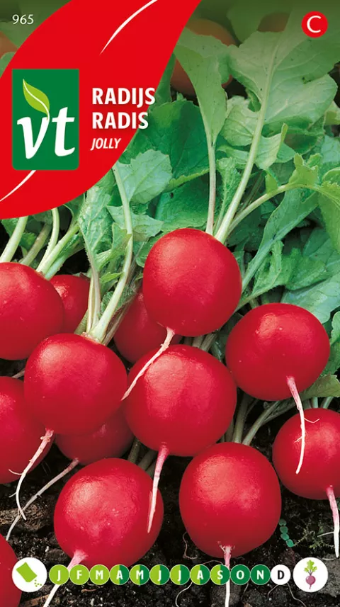 RADIJS JOLLY