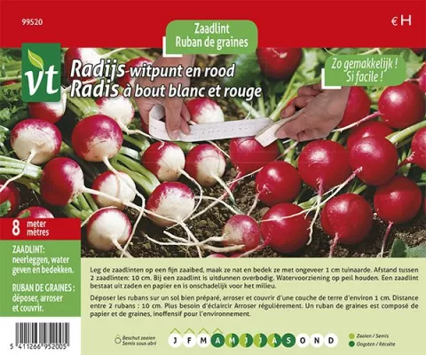 RADIJS WITPUNT EN ROOD