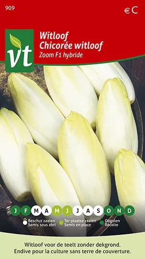 WITLOOF ZOOM F1 HYBRIDE