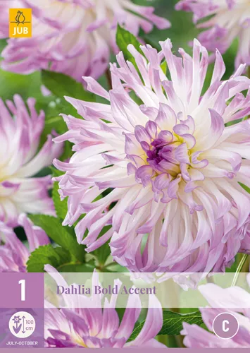 Dahlia 'Bold Accent'