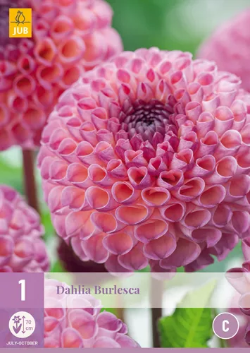 Dahlia 'Burlesca'