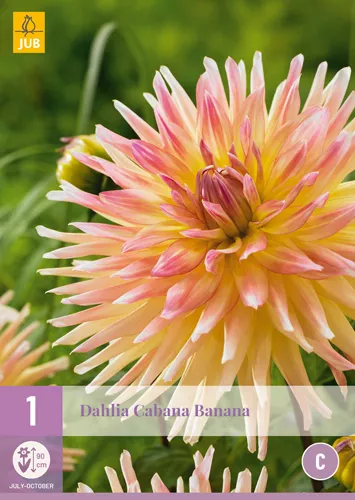 Dahlia 'Cabana Banana'