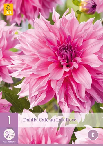 Dahlia 'Café au Lait Rose'