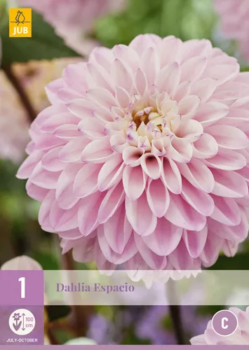 Dahlia 'Espacio'