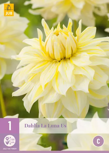 Dahlia 'La Luna US'