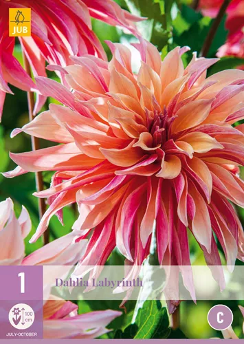Dahlia 'Labyrinth'