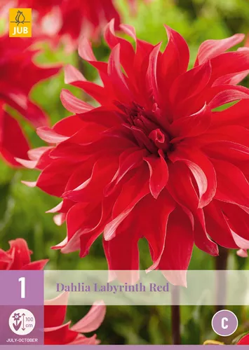 Dahlia 'Labyrinth Red'