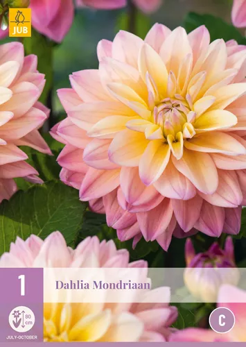 Dahlia 'Mondriaan'