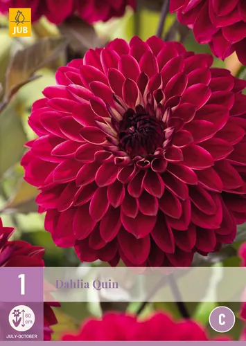 Dahlia 'Quin'