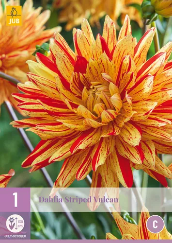Dahlia 'Striped Vulcan'