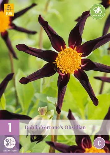 Dahlia 'Verrones Obsidian'