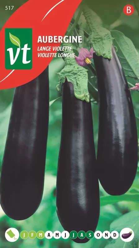 AUBERGINE LANGE VIOLETTE