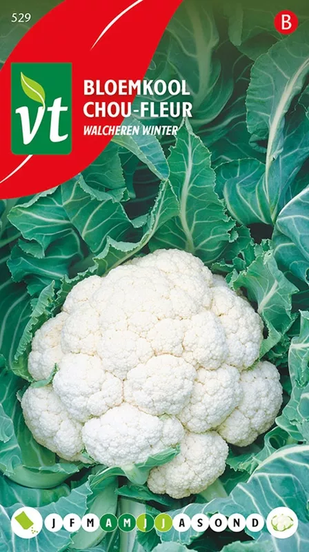 BLOEMKOOL WALCHEREN WINTER