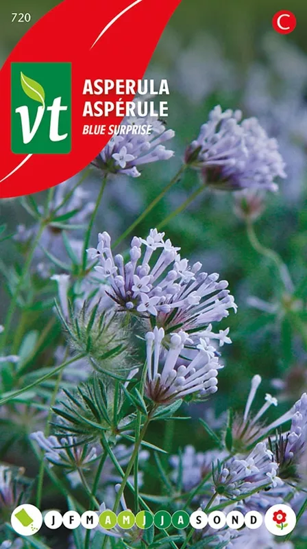 ASPERULA BLUE SURPRISE