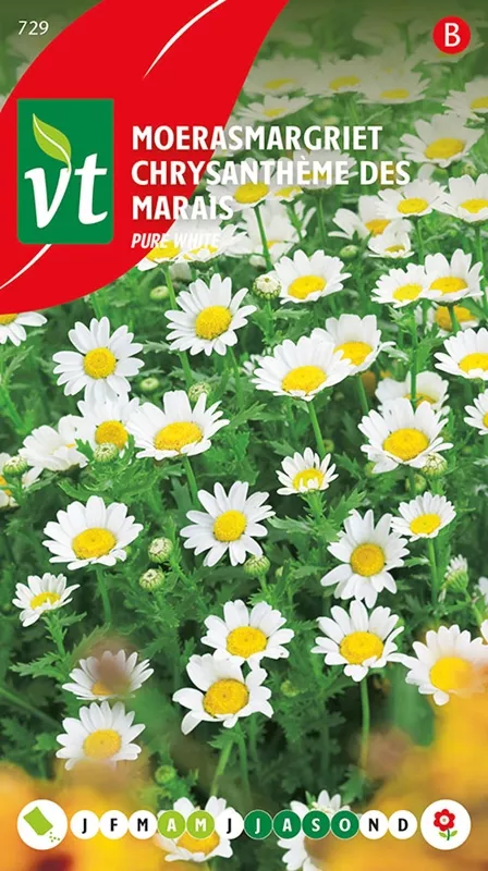 MOERASMARGRIET PURE WHITE