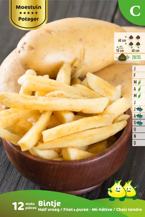 Aardappel Bintje 