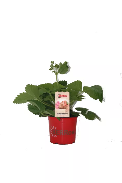 Aardbei BUBBLEBERRY kauwgom aardbei