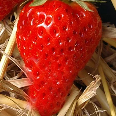 Aardbei CIJOSÉE  doordragend