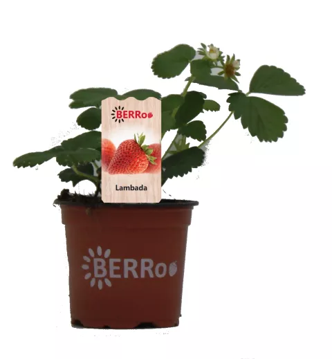 Aardbei LAMBADA vroeg