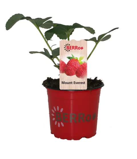 Aardbei MOUNT EVEREST hang- of klimaardbei & doordragend