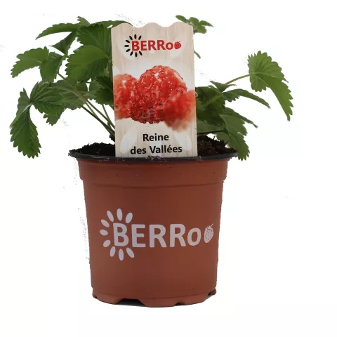 Aardbei REINE DES VALLÉES doordragend
