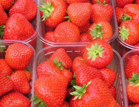 Aardbei SONATA middelvroeg