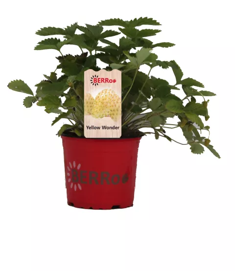 Aardbei YELLOW WONDER doordragend gele bosaardbei