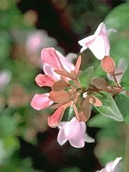 Abelia gran. 'Edward Goucher'