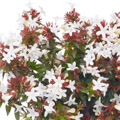 Abelia grandiflora 'Prostrata'