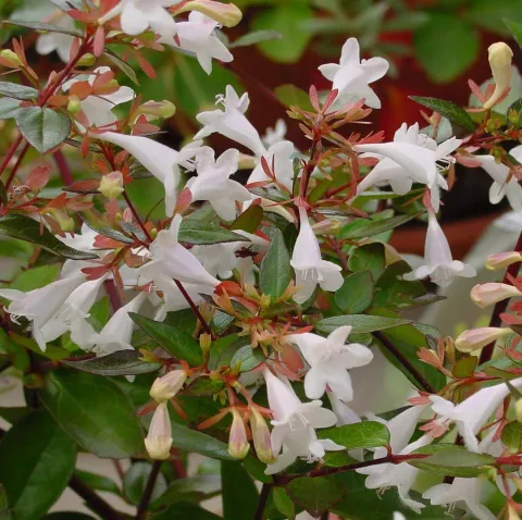 Abelia grandiflora