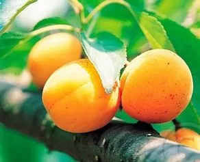 Prunus armeniaca (Abrikoos)