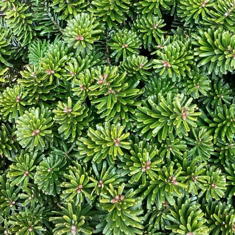 Abies koreana 'Brilliant'