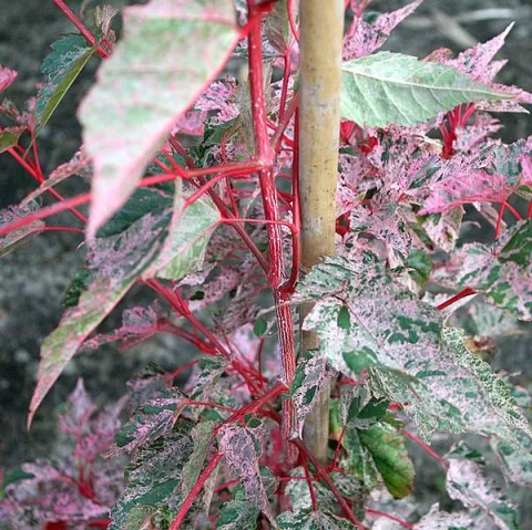 Acer consp. 'Red Flamingo'