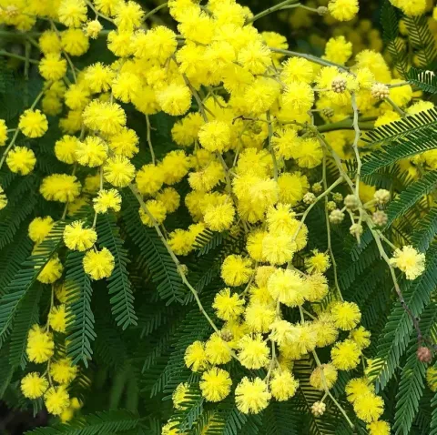 Acacia dealbata