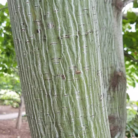 Acer davidii 'Viper '