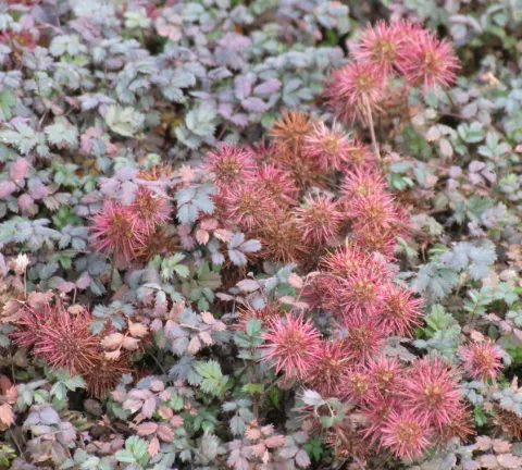 Acaena micr. 'Kupferteppich'