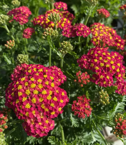 Achillea millefolium 'Milly Rock Red'