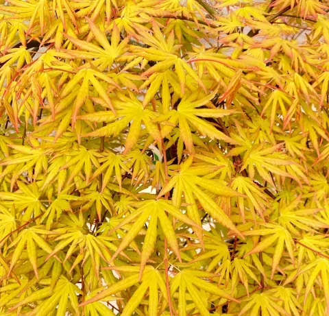 Acer palm. 'Cascade Citrine'