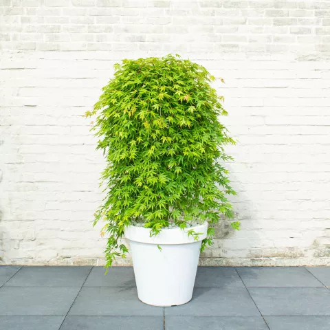 Acer palm. 'Cascade Emerald'