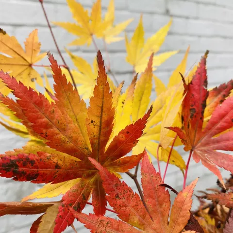 Acer palm. 'Cascade Gold'